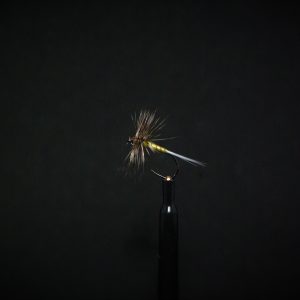 Araignée jaune
